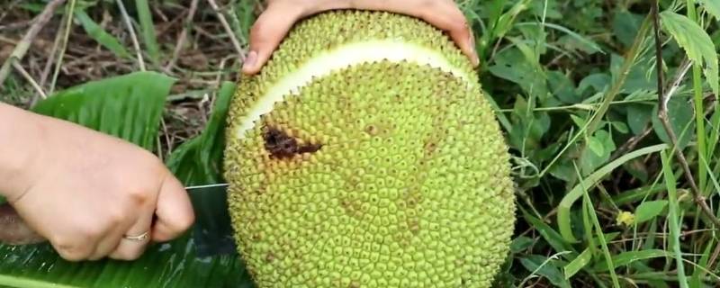 菠萝蜜怎么开不粘手(菠萝蜜怎么熟得快些)