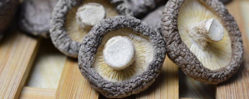 冬菇是什么食材(冬菇是什么)
