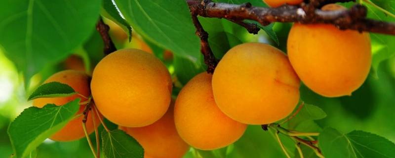 黄桃和北戴河杏梅有什么区别(北戴河杏梅是不是黄桃)