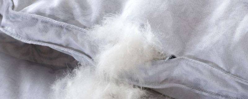 鹅绒被有味道怎么回事(鹅绒被有腥味怎么去除)