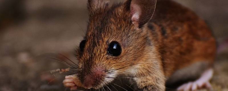 老鼠会从下水道钻进家吗(老鼠会从下水道爬到3楼上吗)