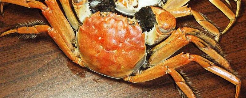 螃蟹要不要放在冰箱里(螃蟹可以直接放在冰箱里吗)