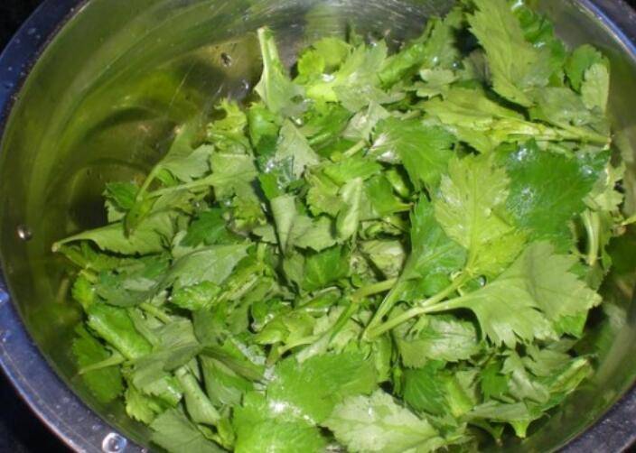 菊花脑能炒着吃(菊花脑应该怎么煮)