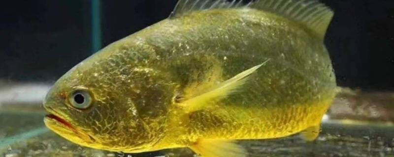 黄花鱼10斤一只多少钱(品质最好大黄鱼)