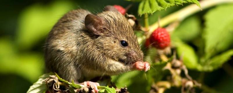 老鼠的习性总结(老鼠的习性与生活)