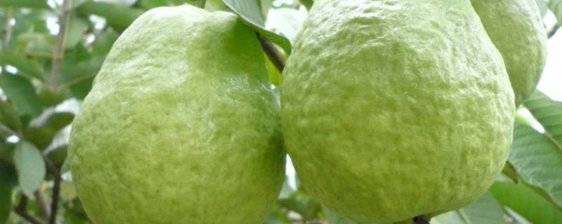 芭乐的籽晚上可以吃吗(芭乐含糖量高吗血糖高的人能吃吗)