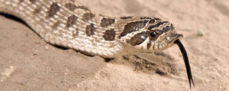 蛇是怎么辨味儿的(蛇怎么会有各色各样的颜色)