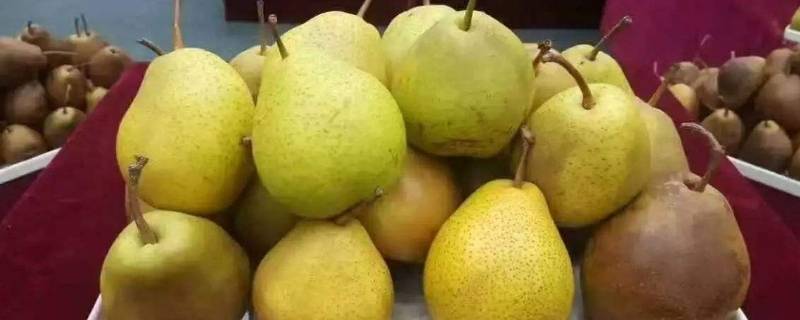 水果罐头是凉性还是热性(啤特果属于凉性还是热性)