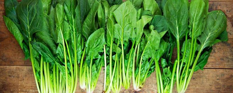 菠菜根可吃吗(菠菜根是甜的能吃吗)