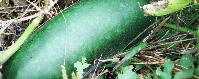 冬瓜做法大全家常汤(冬瓜做法阿飞第一美食)