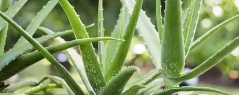 芦荟和绿萝哪个吸甲醛效果好(芦荟为什么能吸甲醛)