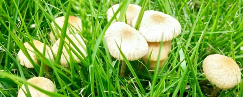 蘑菇里面一圈发黑能吃吗(蘑菇黑黑的部分能吃吗)