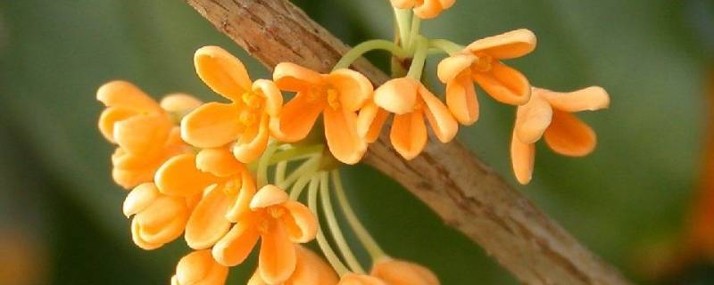 是不是所有桂花都可以吃(是不是所有桂花都可以食用)