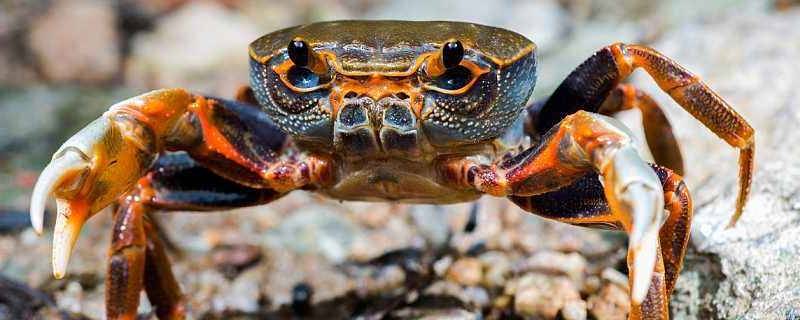 螃蟹黑色膜能吃吗(螃蟹里面的黑色膏状可以吃吗)