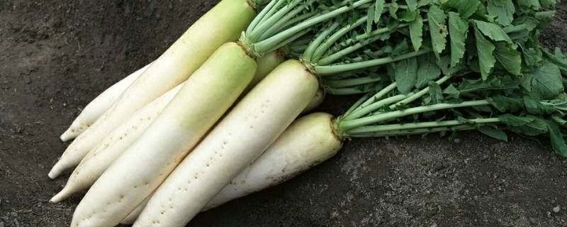 切开的白萝卜放冰箱能放几天(白萝卜切开后能放几天)