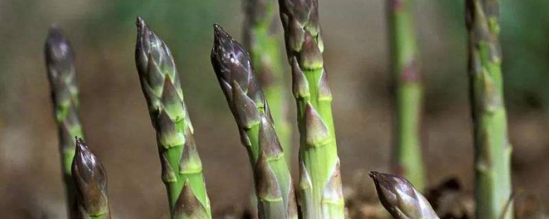 芦笋放久了有毒吗(芦笋放时间长了能吃吗)