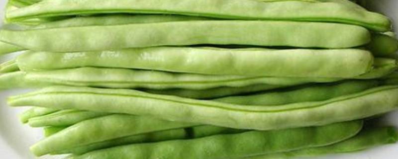 生长豆有毒吗?(什么豆生的有毒)