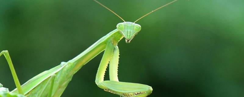 螳螂是益虫还是害虫视频(螳螂是益虫还是害虫)