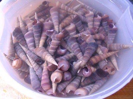 怎么炒钉螺好吃又简单方便(怎么炒钉螺视频)