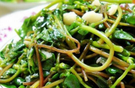 马齿苋汤的做法及配方(马齿苋如何素炒)