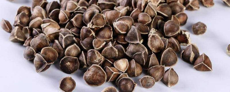 吃辣木籽苦是什么原因(吃辣木籽感觉苦怎么回事)