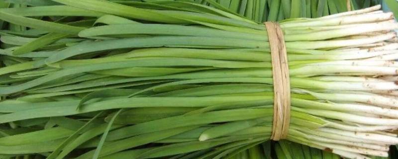 韭菜种一次能正常生长几年(韭菜冬天冻死第二年又发芽了)