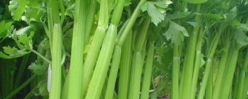 西芹炒多久能熟(西芹炒熟牛肉的正宗做法)