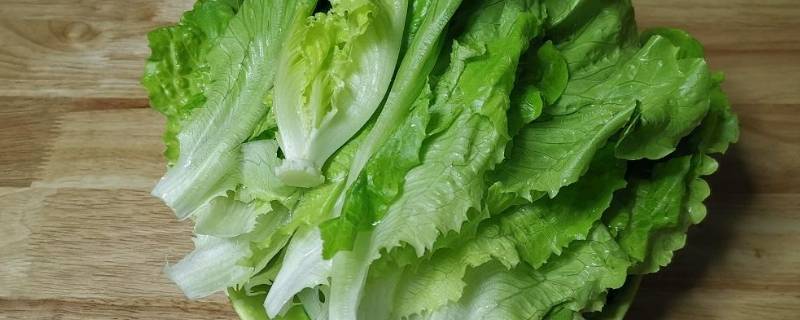 吃不完的生菜可以晒干吗(吃不完的生菜可以放冰箱么)