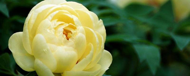 海黄是什么东西啊(海黄是什么东西呢)