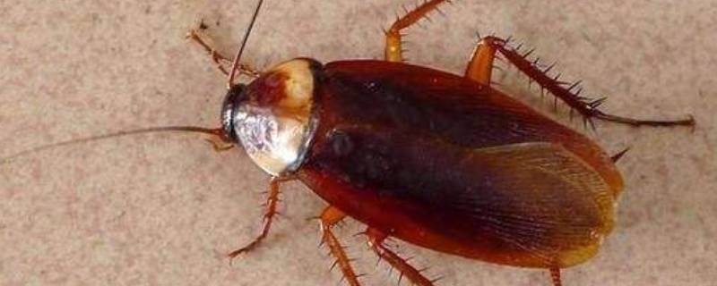 卫生间有蟑螂是什么原因(卫生间里为什么有蟑螂)