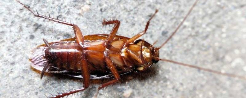 什么东西吃蟑螂但会留下四肢(什么东西吃蟑螂)