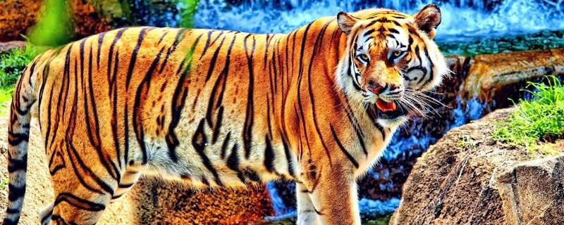 食肉动物分别有哪些(食肉动物有哪些)