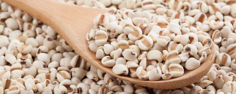 薏米起了虫还可以吃吗(薏米里面长虫了还能吃吗?)