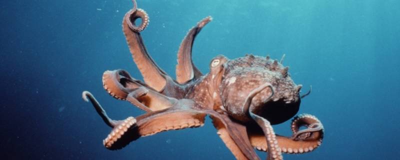 章鱼血液的颜色是什么(章鱼血液的颜色)