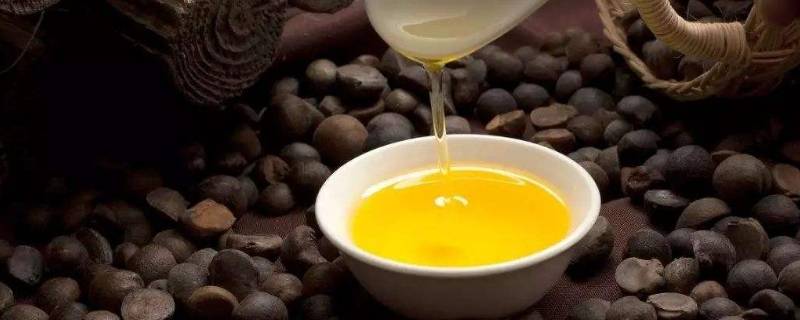 茶油是什么时候成熟(茶油是什么做的)