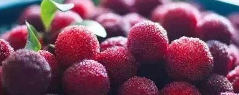 杨梅不洗干净能吃吗(杨梅不洗可不可以吃)