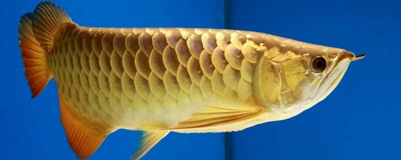 鱼内脏哪些食物可以吃(鱼内脏哪一部分可以吃)