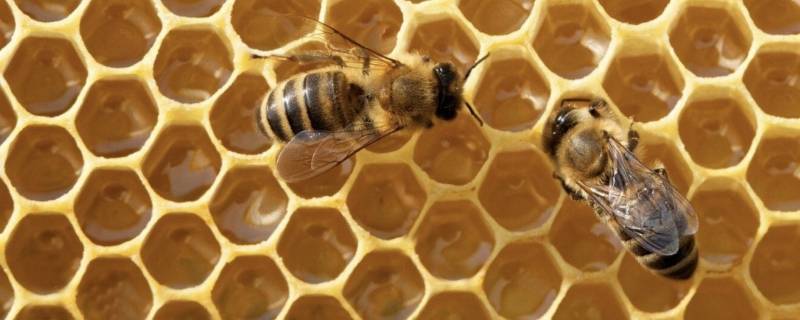 蜂王浆有保质期吗保多长时间(蜂王浆常温保质期最长时间是多少)