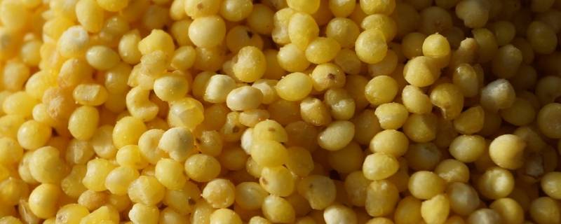 糜子面是什么粮食作物(糜子面主产区)