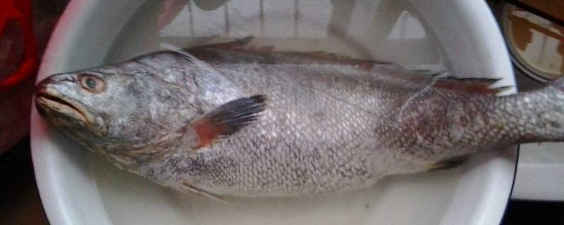 死鱼在水里多久能腐烂(死鱼和活鱼煮熟了区别)