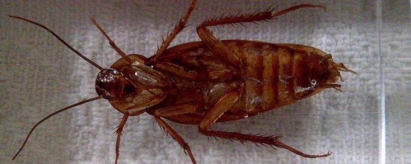 蟑螂咬人吗(蟑螂咬人吗咬人后什么样子图片)