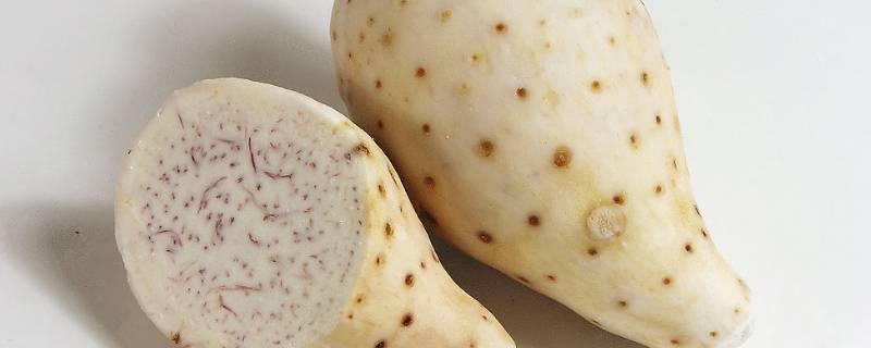 芋头和修仁薯莨(修仁薯莨什么味道)