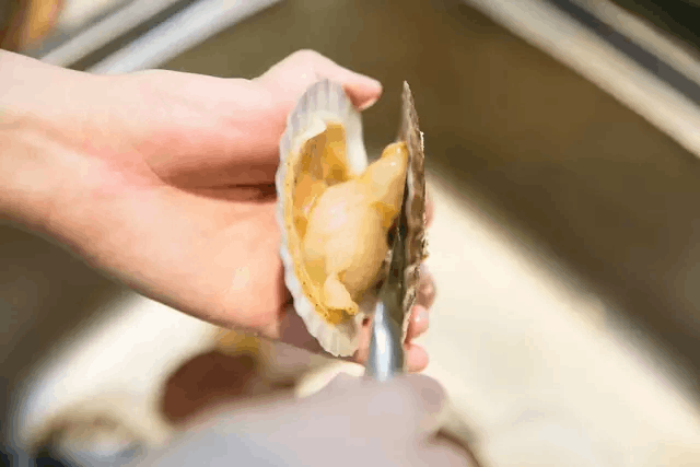 冷冻扇贝肉的家常做法(冷冻扇贝肉怎么处理才好吃)