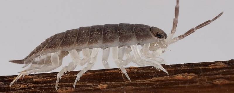 家里有潮虫怎么消灭它知识大全(家里有潮虫怎么除掉呢)