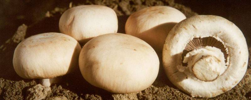 口蘑中的黑色绒毛怎么去除(口蘑里面黑色绒毛怎么处理)