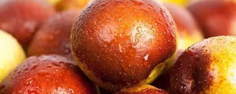 冬枣放久变软可以吃吗(冬枣快要熟了还能吃吗)