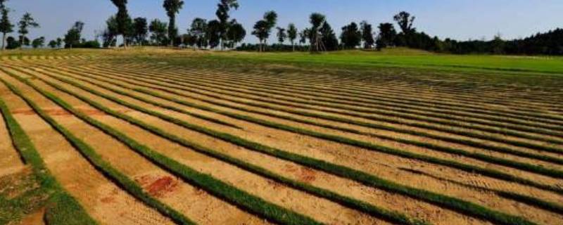 北方地区农田多为什么(北方地区农田村庄呈怎样分布)