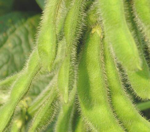 痒痒粉怎么做好吃又简单(超简单的痒痒粉怎么做)