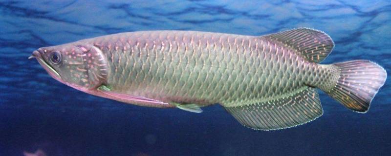 小鱼有刺怎样吃(小鱼是用什么来辨味的)