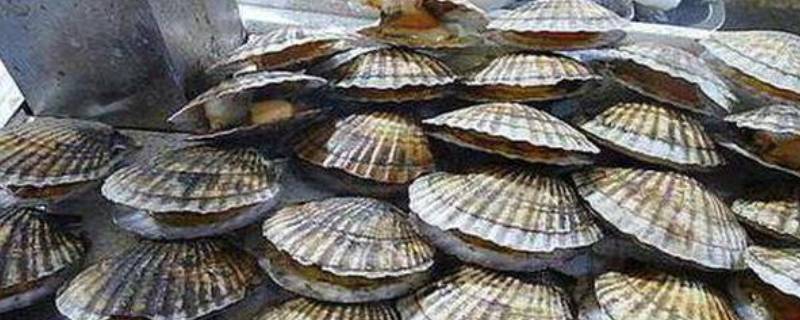 冷冻扇贝肉的家常做法(冷冻扇贝肉怎么处理才好吃)